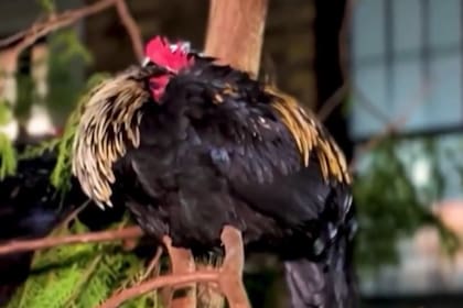 Vecinos de Manhattan denuncian el cacareo de estas aves en altas horas de la madrugada