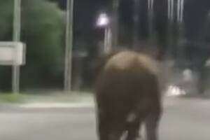 Vecinos denunciaron que los animales andaban sueltos por las calles y rutas Foto: captura Canal Tres Rosario