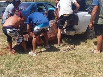 Vecinos se llevaban desde trozos de carne hasta el animal entero.