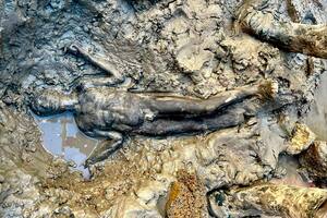 Extraordinario hallazgo de 24 estatuas de bronce en el fondo de una piscina termal sagrada de la Toscana