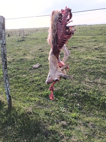 Venado carneado en un campo. Una postal común