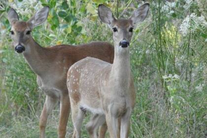 Venados en el Parque estatal de Arrowhead, en Wichita Falls