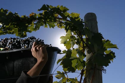 Vendimia de Malbec en Patagonia