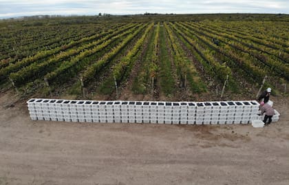 Vendimia en los viñedos de Valle de Uco de Crowdfarming.Wine.