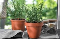 Los beneficios de colocar una planta de romero en la ventana de la casa