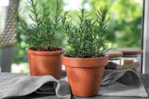 La planta aromática que mejora la atmósfera del hogar y tiene múltiples beneficios