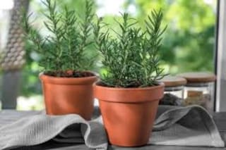 La planta aromática que se recomienda poner en las ventanas