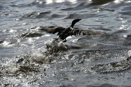 Las empresas que vierten sus desechos no se están encargando de la debida limpieza del lago, eso también afecta a las aves que se sumergen para pescar.