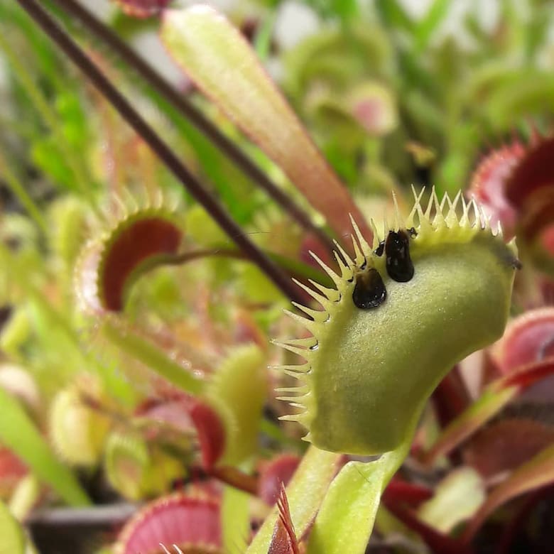 carnivoras