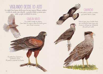 "Veo Veo en Buenos Aires" invita a conocer a las aves rapaces que sobrevuelan edificios y plazas