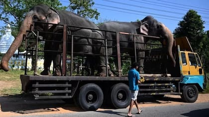 Ver un elefante en un camión no era algo común hace 30 años
