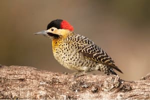 El significado oculto de ver un pájaro con la cabeza roja en tu jardín