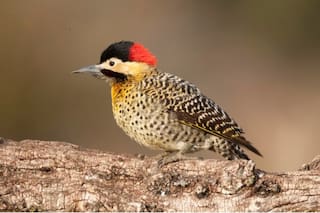 El significado oculto de ver un pájaro con la cabeza roja en tu jardín