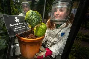 El jardín más letal del mundo: donde la belleza de las plantas esconde una dosis mortal