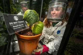 El jardín más letal del mundo: donde la belleza de las plantas esconde una dosis mortal