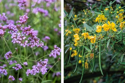 Verbena bonariensis y Senna corymbosa, dos nativas aliadas del diseño minimalista