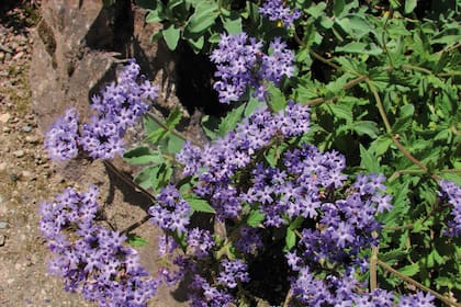 Verbena corymbosa ‘Gravetye’ produce abundantes inflorescencias compuestas por pequeñas flores de color lila