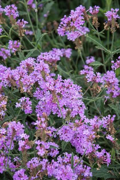 Verbena rigida, con flores moradas que se abren en racimos.
