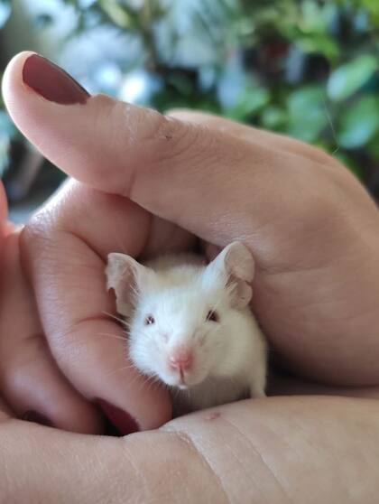 Verdier alberga roedores de manera transitoria hace cinco años