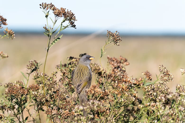 Iberá sin motores: cómo explorar el portal San Nicolás entre ciervos, yacarés y aves autóctonas