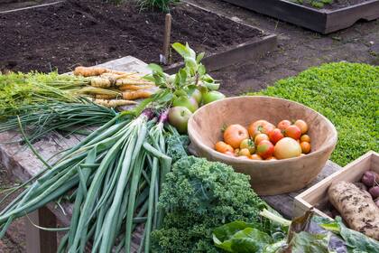 Verduras de interior