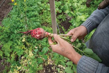 Verduras tan ricas como imperfectas que van del productor directo al consumidor. 