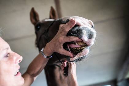 Veronique de la Brelie observa las heridas de su caballo Cimona después de que fuera atacado el 9 de julio, en su propiedad, en Criquetot-sur-Logueville