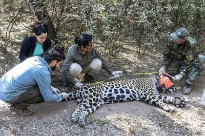 Veterinarios, biólogos expertos en yaguaretés y guardaparques atendieron y estudiaron al animal capturado