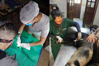 Veterinarios buscan donaciones para realizar un operativo sanitario en El Impenetrable