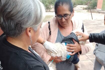 Veterinarios buscan donaciones para realizar un operativo sanitario en El Impenetrable