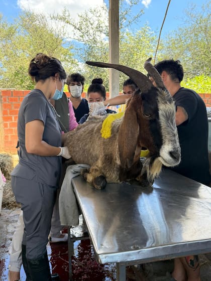 Veterinarios con diferentes especialidades (traumatología y fisiatría, entre otras) participaron de forma voluntaria en los rescates de Tucumán.
