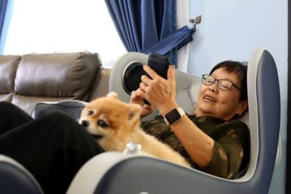 Viajar con mascotas ya no es engorroso en ciertas aerolíneas aéreas (Foto Pexels)