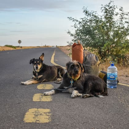 Viajar con perros también tiene sus contratiempos (Foto: Gentileza Roberto Sastre)