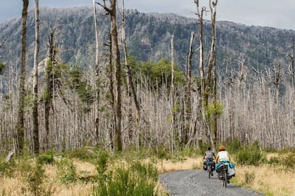 Viajeros en bicicleta atraviesan un bosque devastado tras el paso del flujo piroclástico.
