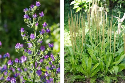 Viborera en plena floración (izquierda). El llantén crece cómodo en este jardín (derecha)