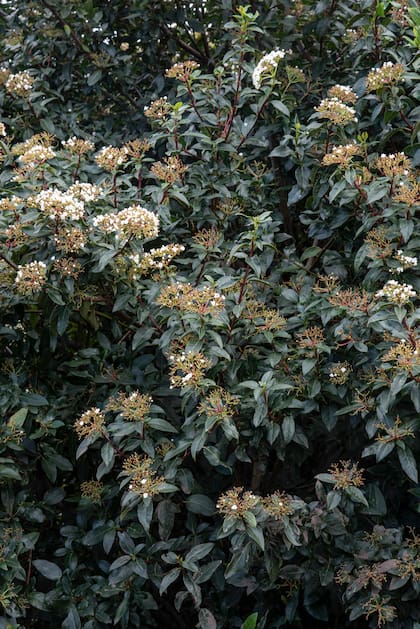 Viburnum tinus o durillo resiste heladas, florece en invierno y da frutos que atraen aves