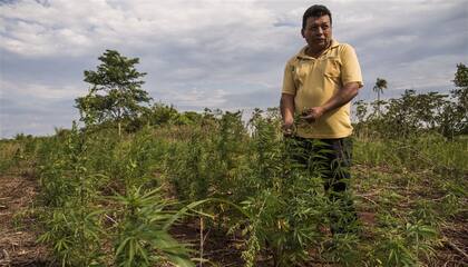 En Kamba Rembe todos los campesinos solamente cultivan marihuana