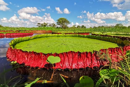 Victoria boliviana rompió todos los récords al alcanzar hojas de hasta 3,20 metros de diámetro, por lo que se convirtió en la mayor planta acuática flotante del planeta