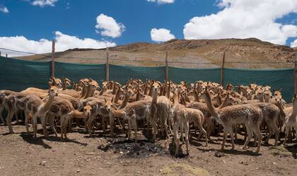 Vicuñas en el corral creado para esta ocasión. Tras la esquila, son liberadas. Autor: Federico Quintana