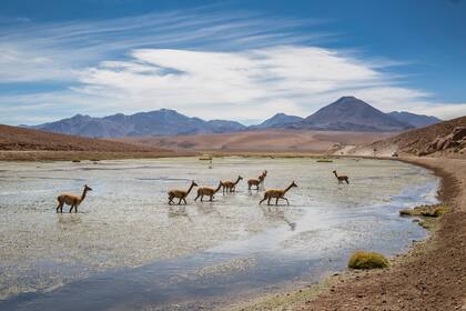 Vicuñas en el vado del río Putana, camino a Tatio.