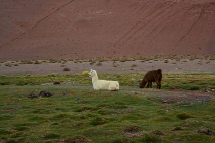 Vicuñas en el Valle de los Seismiles, Tinogasta