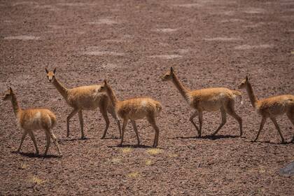 Vicuñas en la puna salteña. Foto: Sebastián Pani
