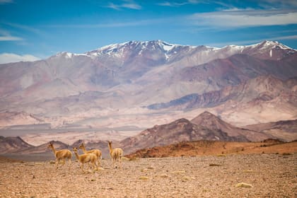 Vicuñas en las alturas del Parque Nacional San Guillermo.