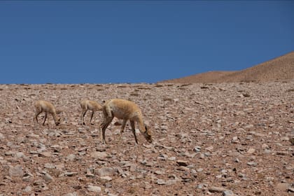 Vicuñas libres en manadas.
