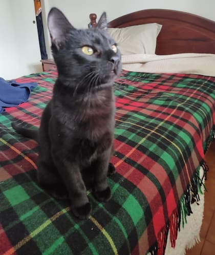 Vida permaneció hasta los dos meses junto a la gata nodriza que la amamantó.