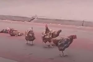 Arrojaron gallinas a la sede de Nacional en la antesala del clásico ante Peñarol por Liga AUF