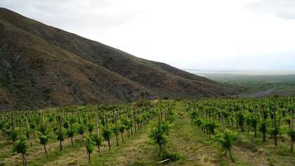 Vides de Malbec plantadas en la ladera de la montaña