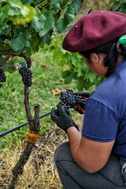 Vides de Pinot Noir en la bodega Puerta del Abra, en Balcarce