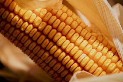 Vietnam es el principal importador de maíz de la Argentina