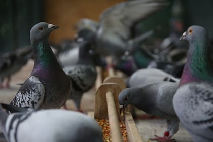 Vigil tiene unas 150 palomas en su casa de La Horqueta, en San Isidro